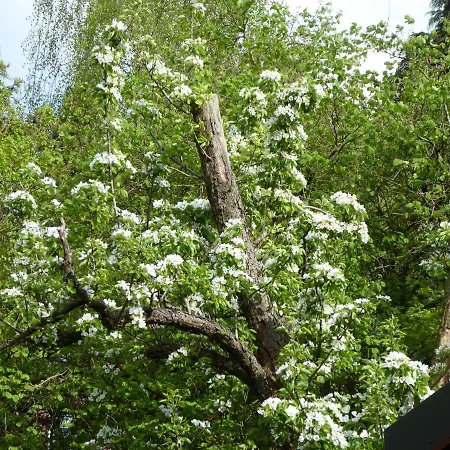 Grossstrasse 18 A * לייר